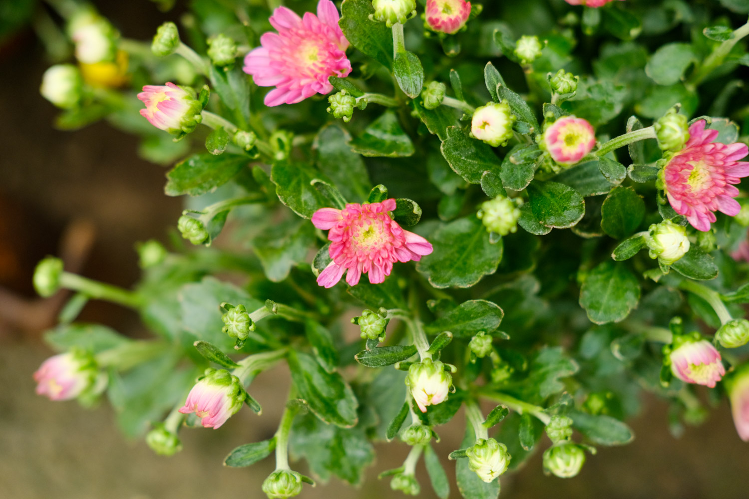 Chrysanthemum