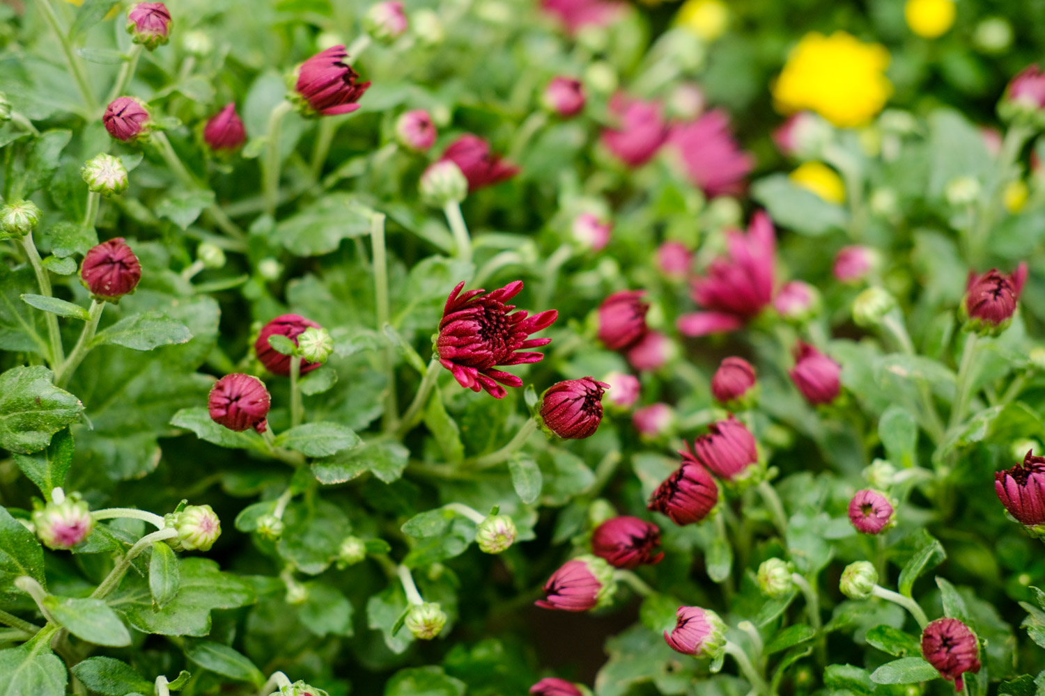 Chrysanthemum