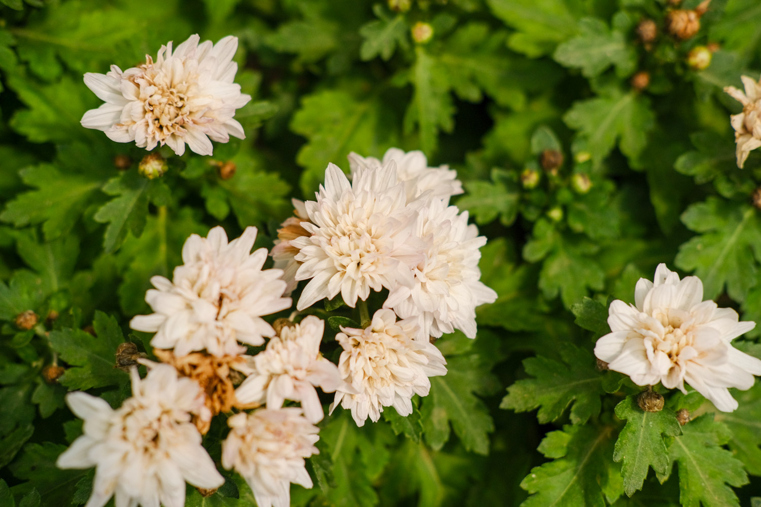 Chrysanthemum