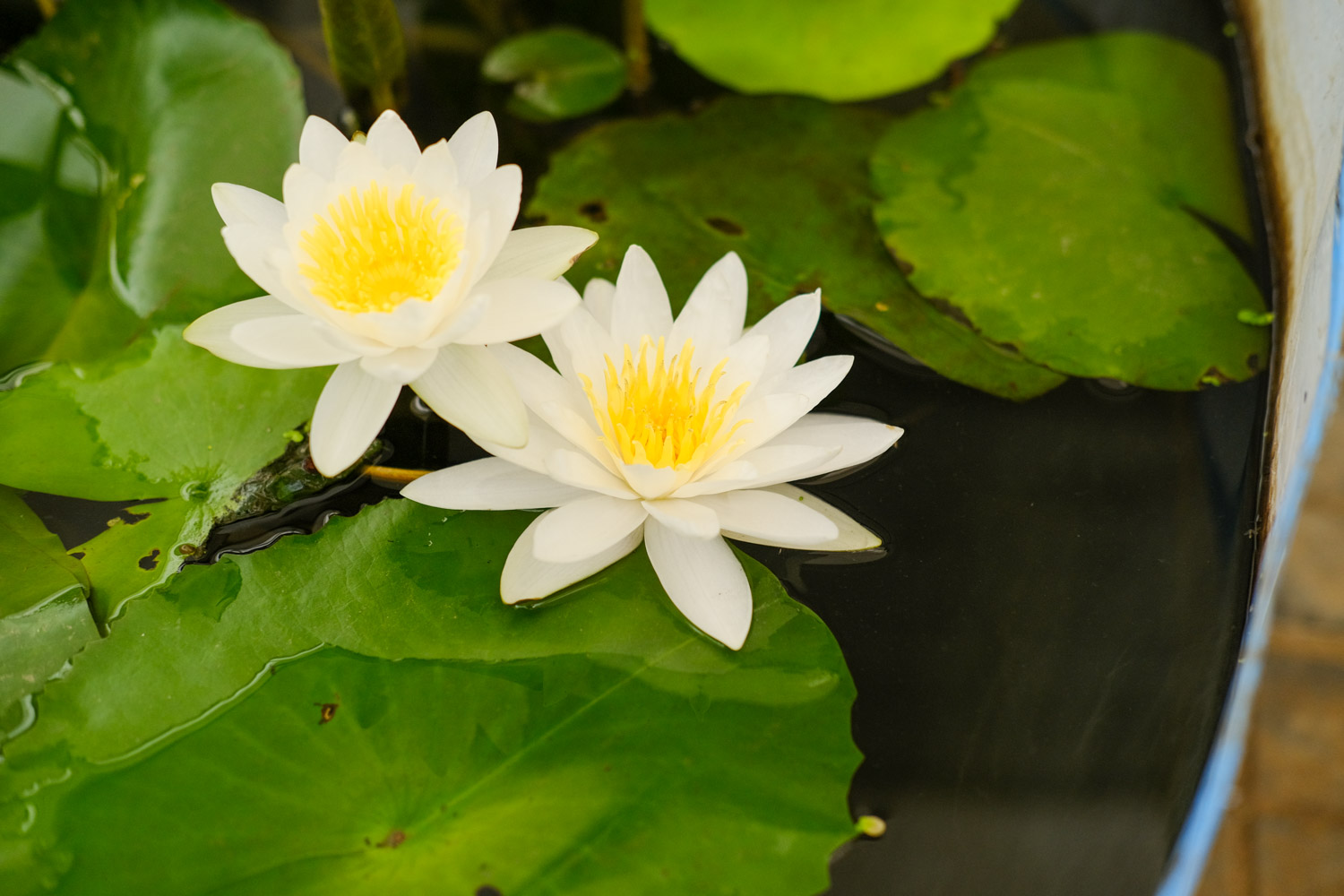 Water lilies