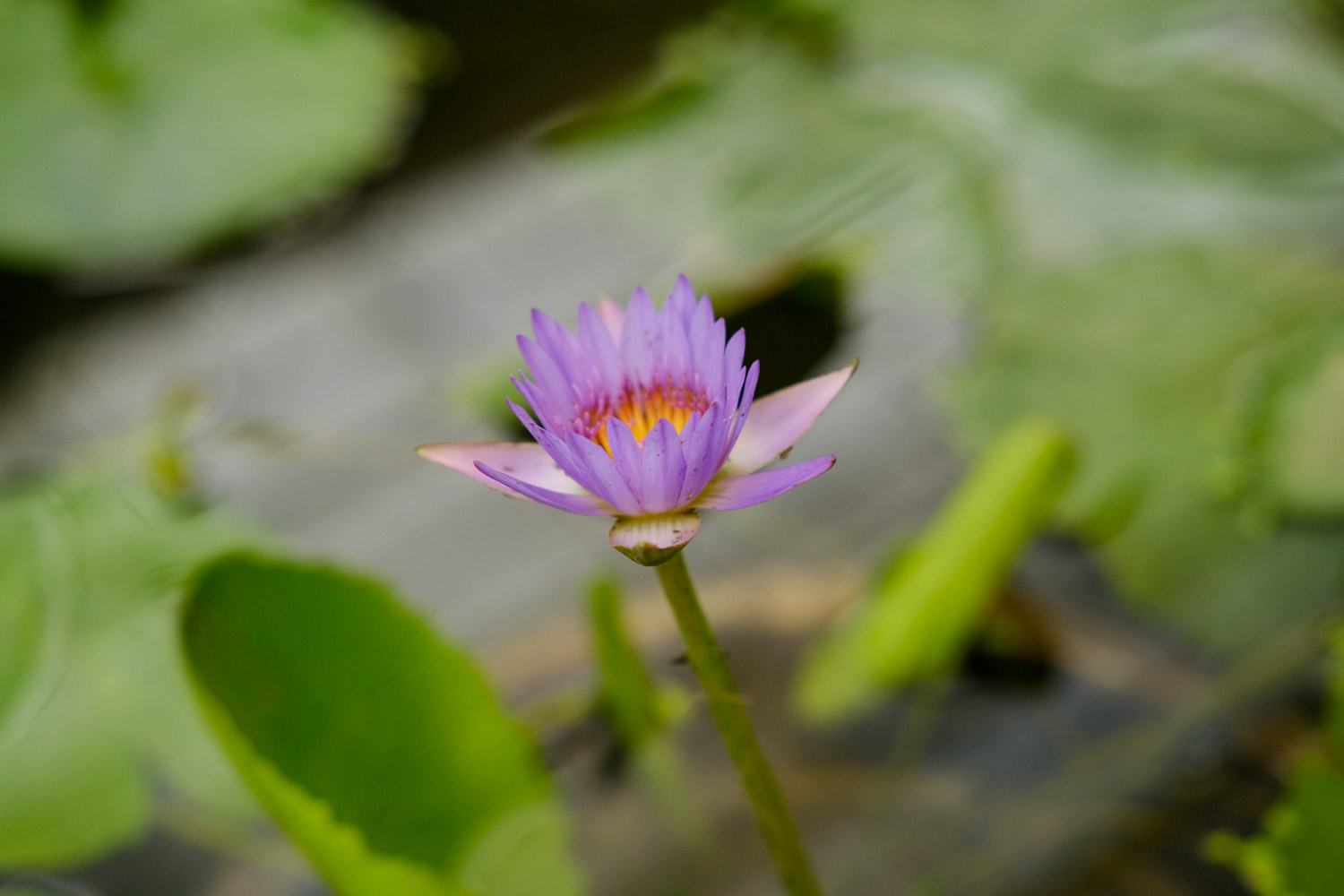 Water lilies