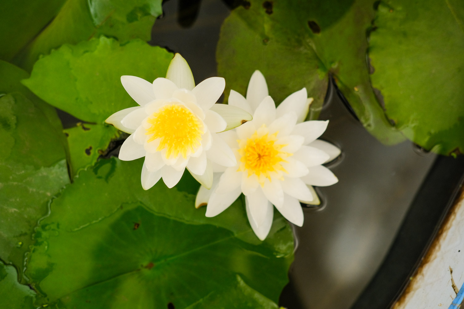 Water lilies