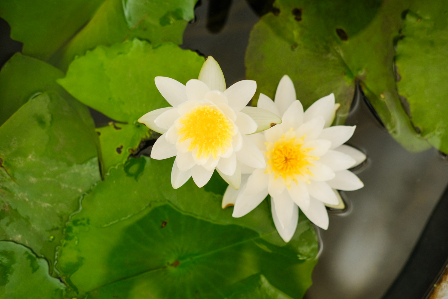 Water lilies