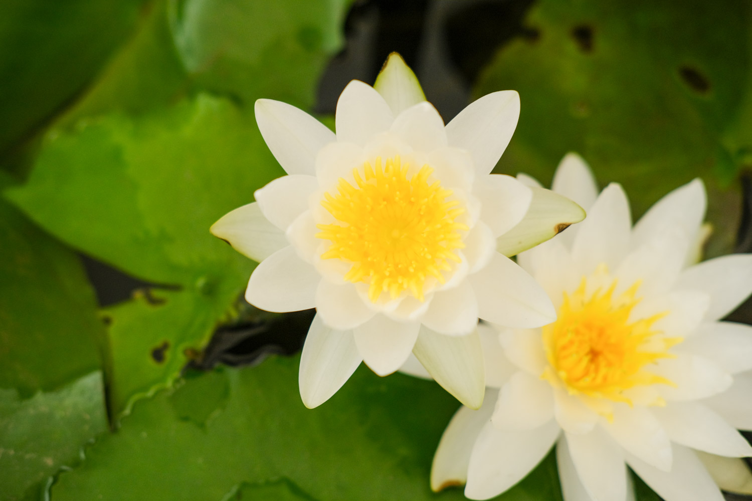 Water lilies