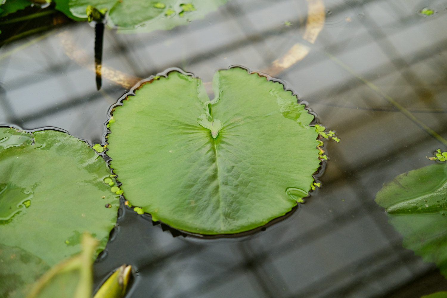 Water lilies