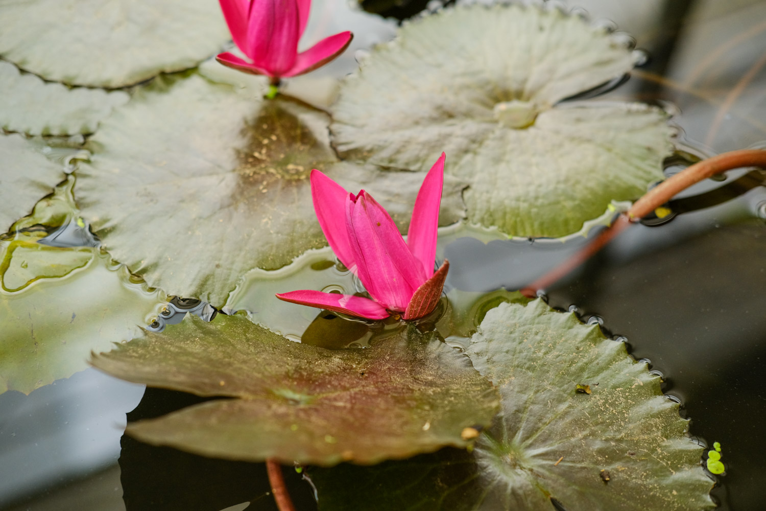 Water lilies