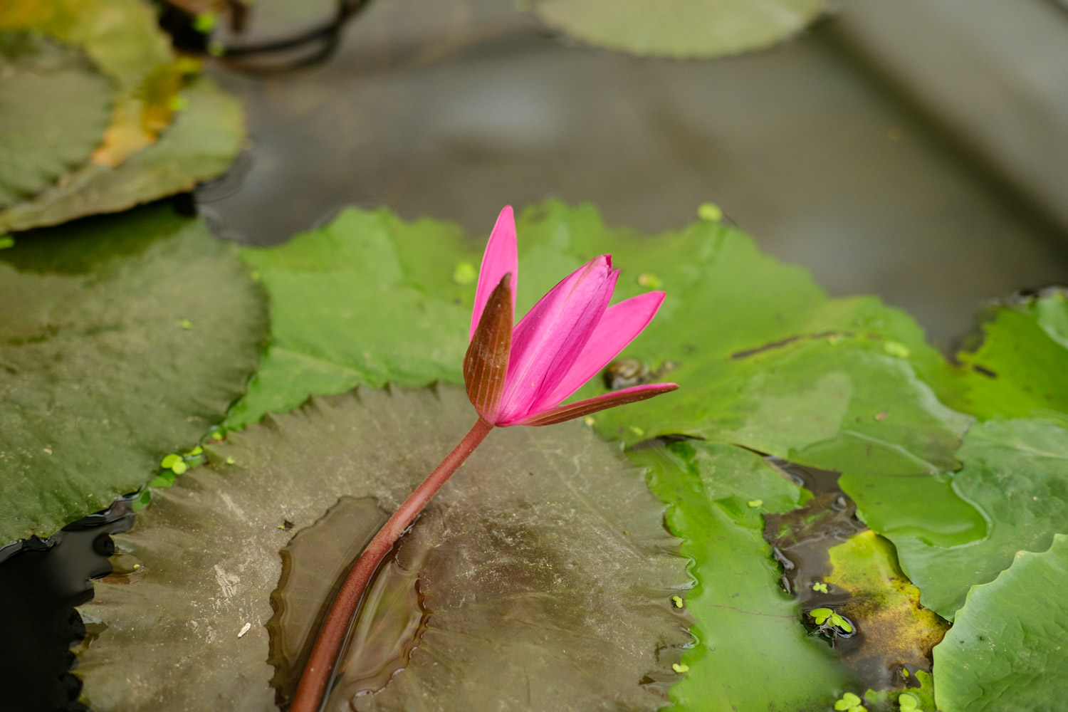 Water lilies