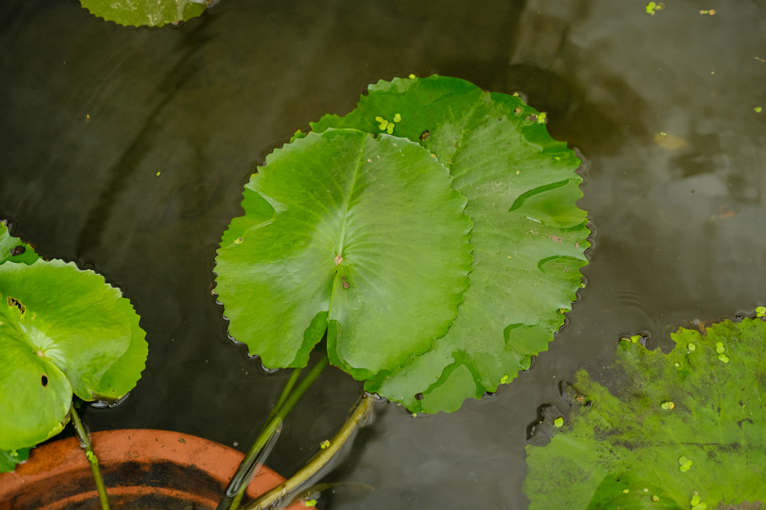 Water lilies