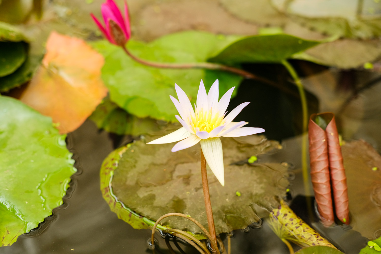 Water lilies