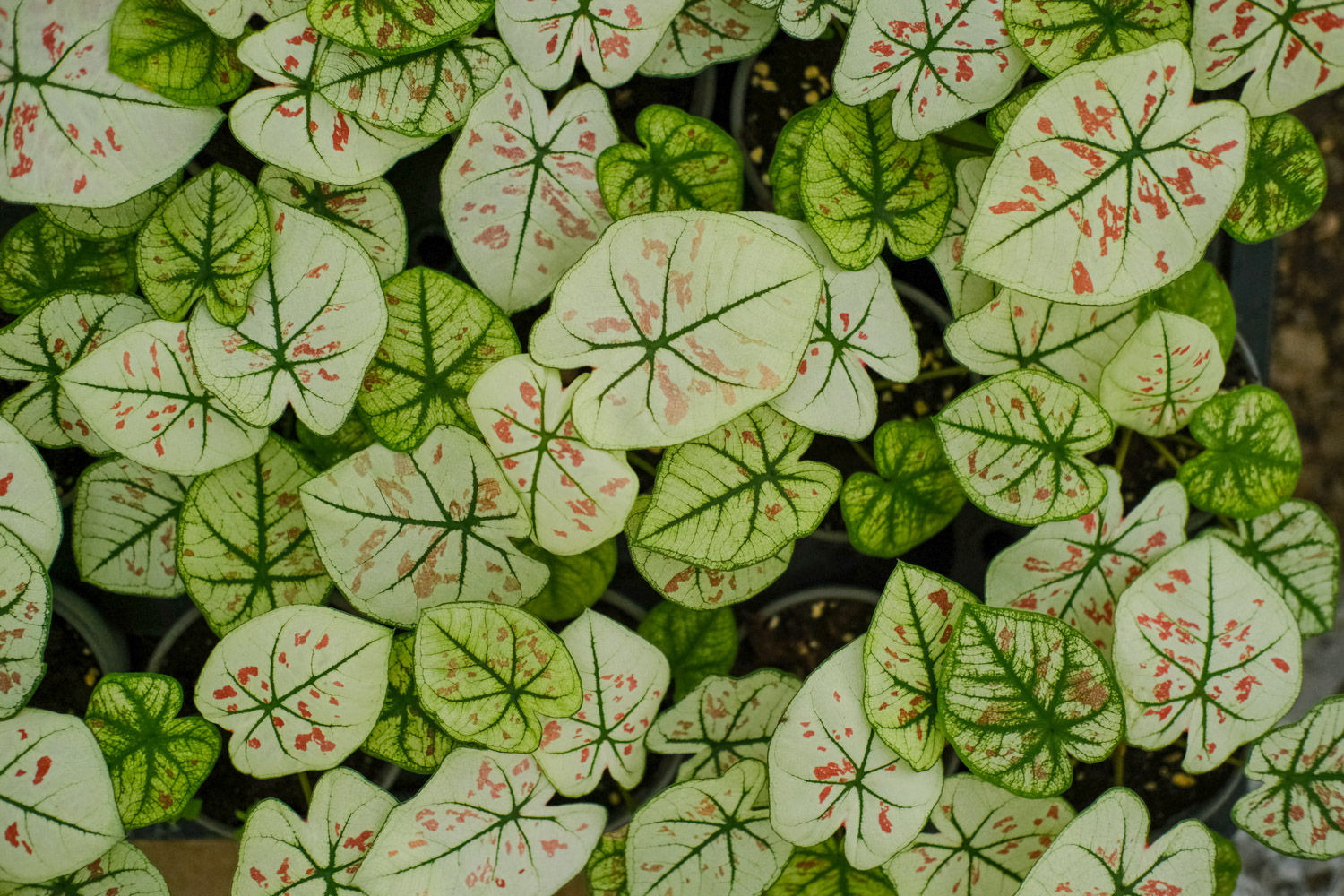 Caladium