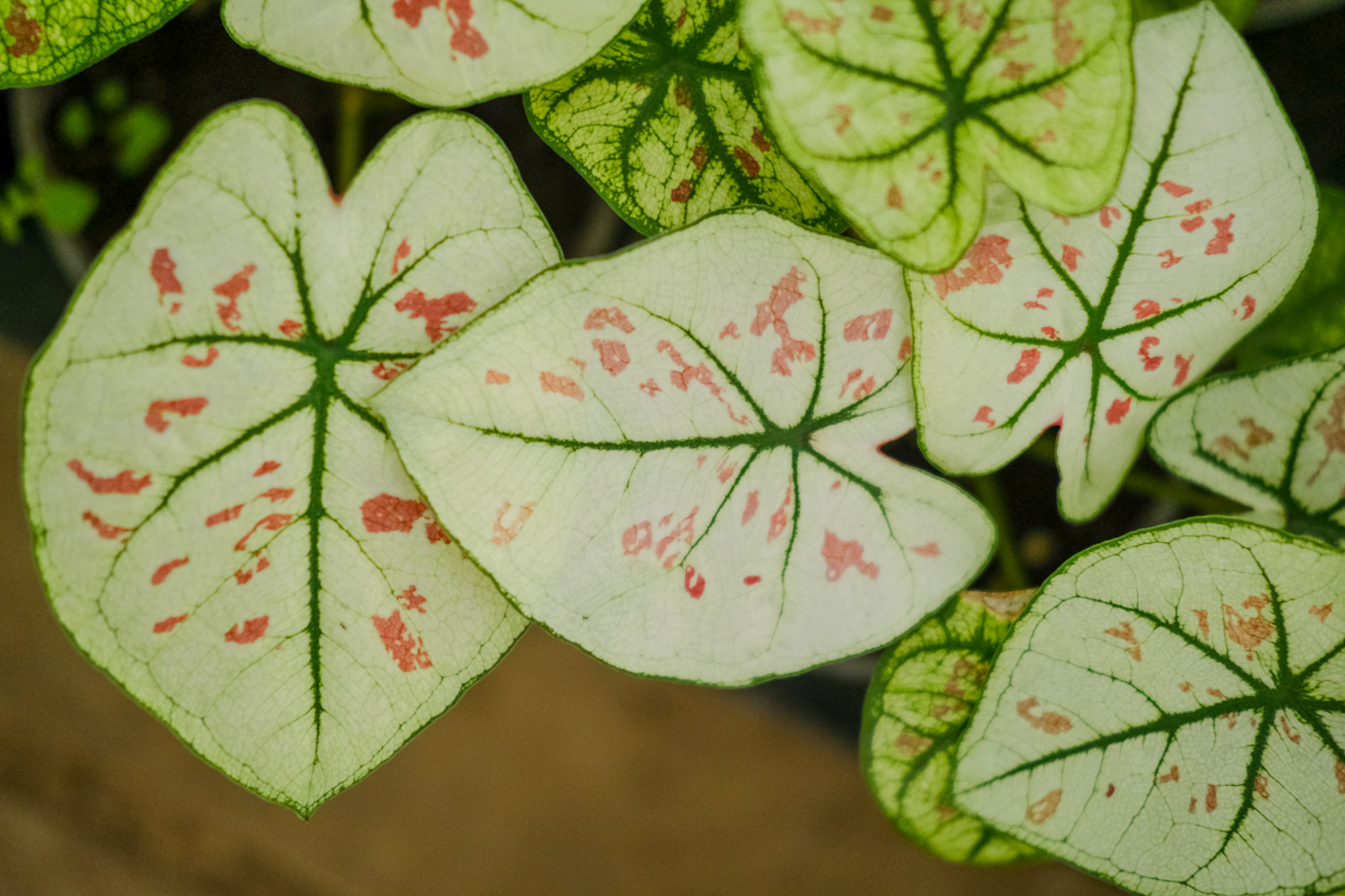 Caladium