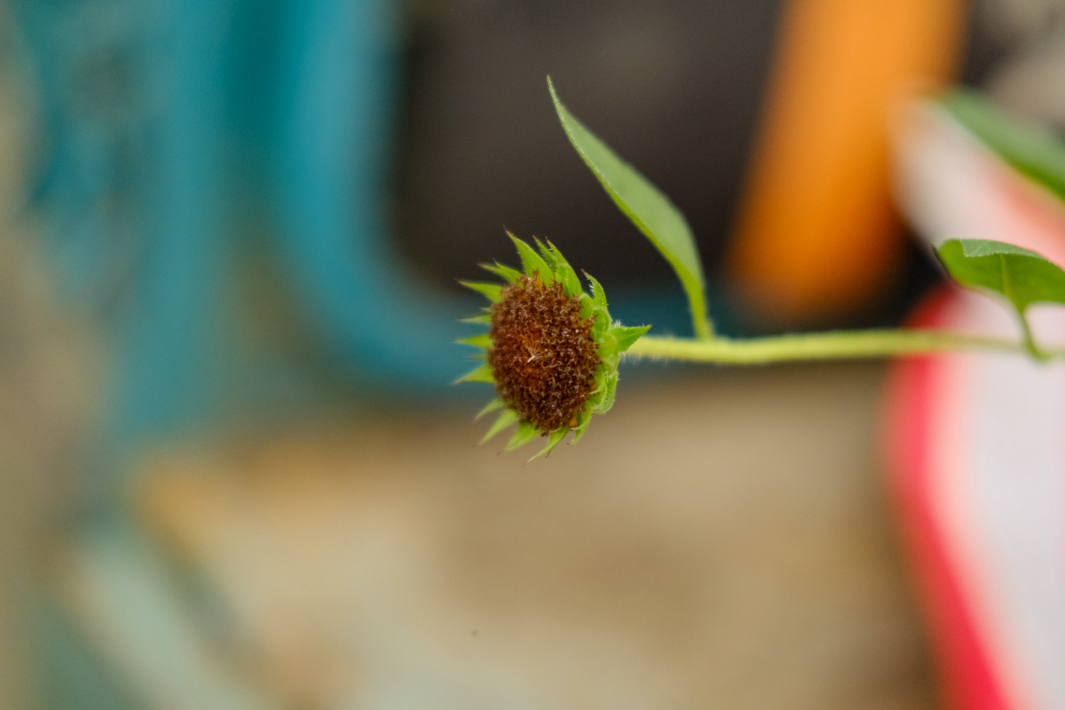 Sunflower