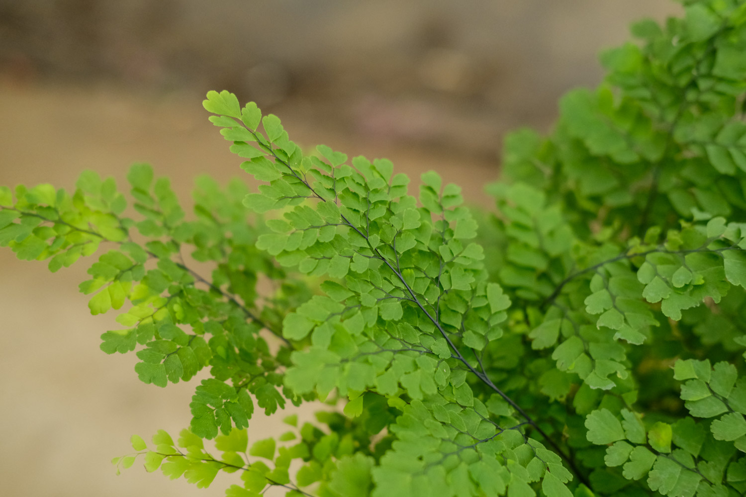 Adiantum