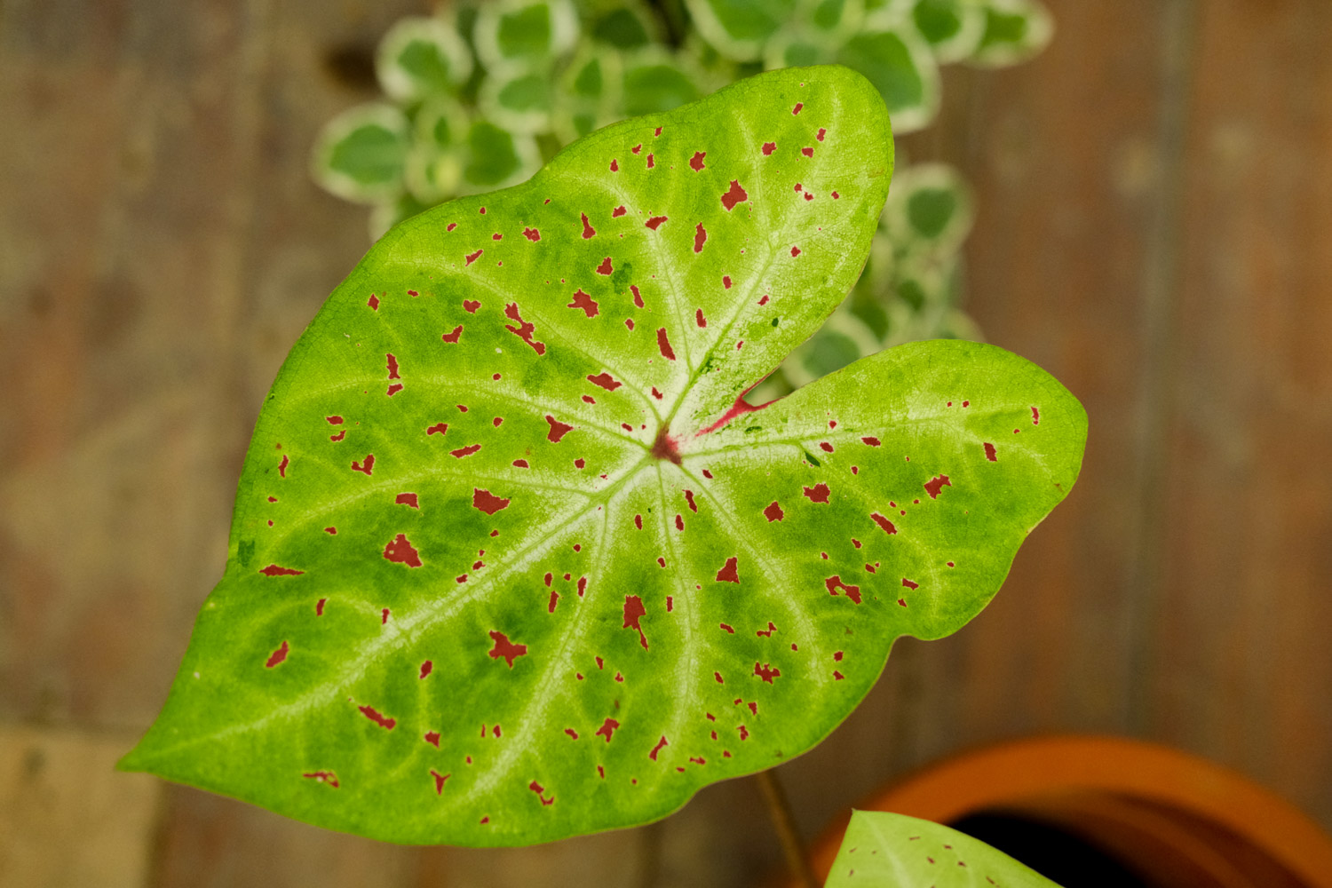 Caladium