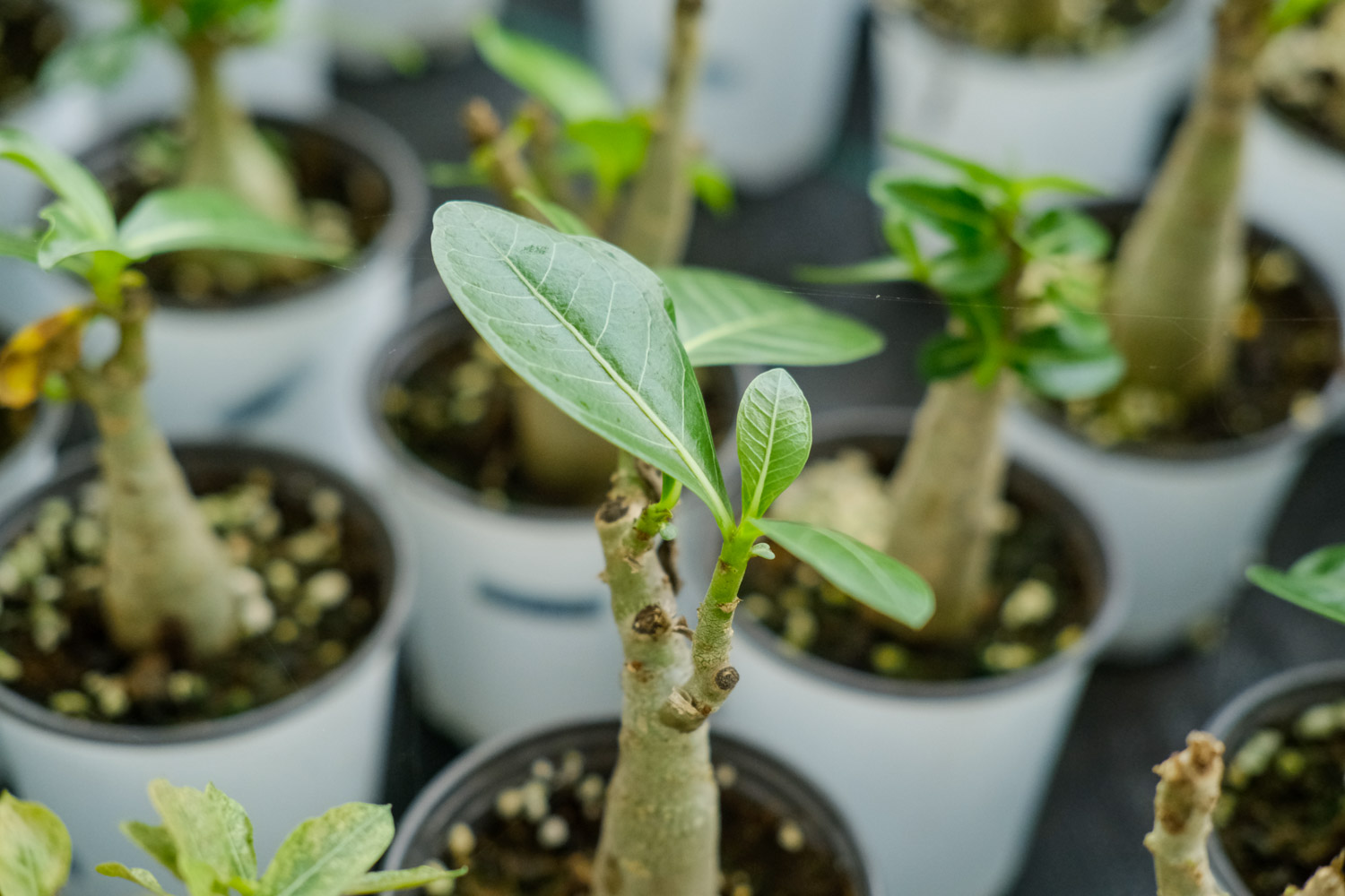 Adenium obesum