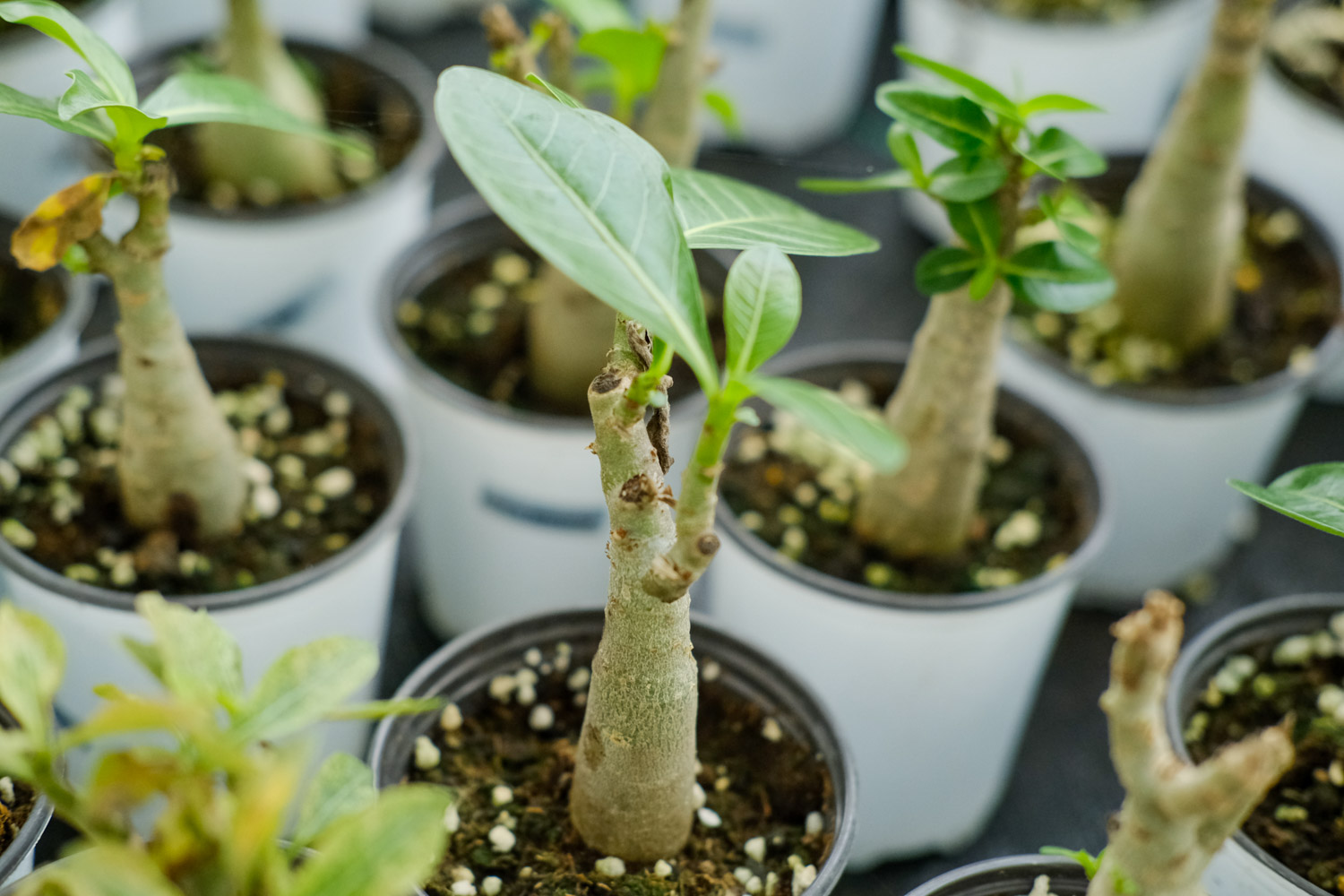 Adenium obesum