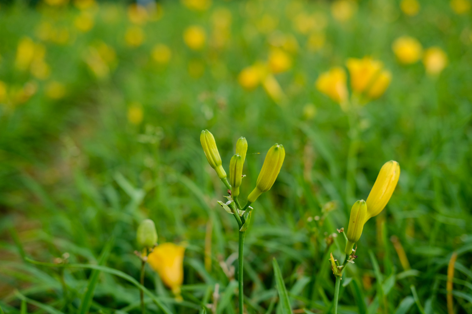 Hemerocallis