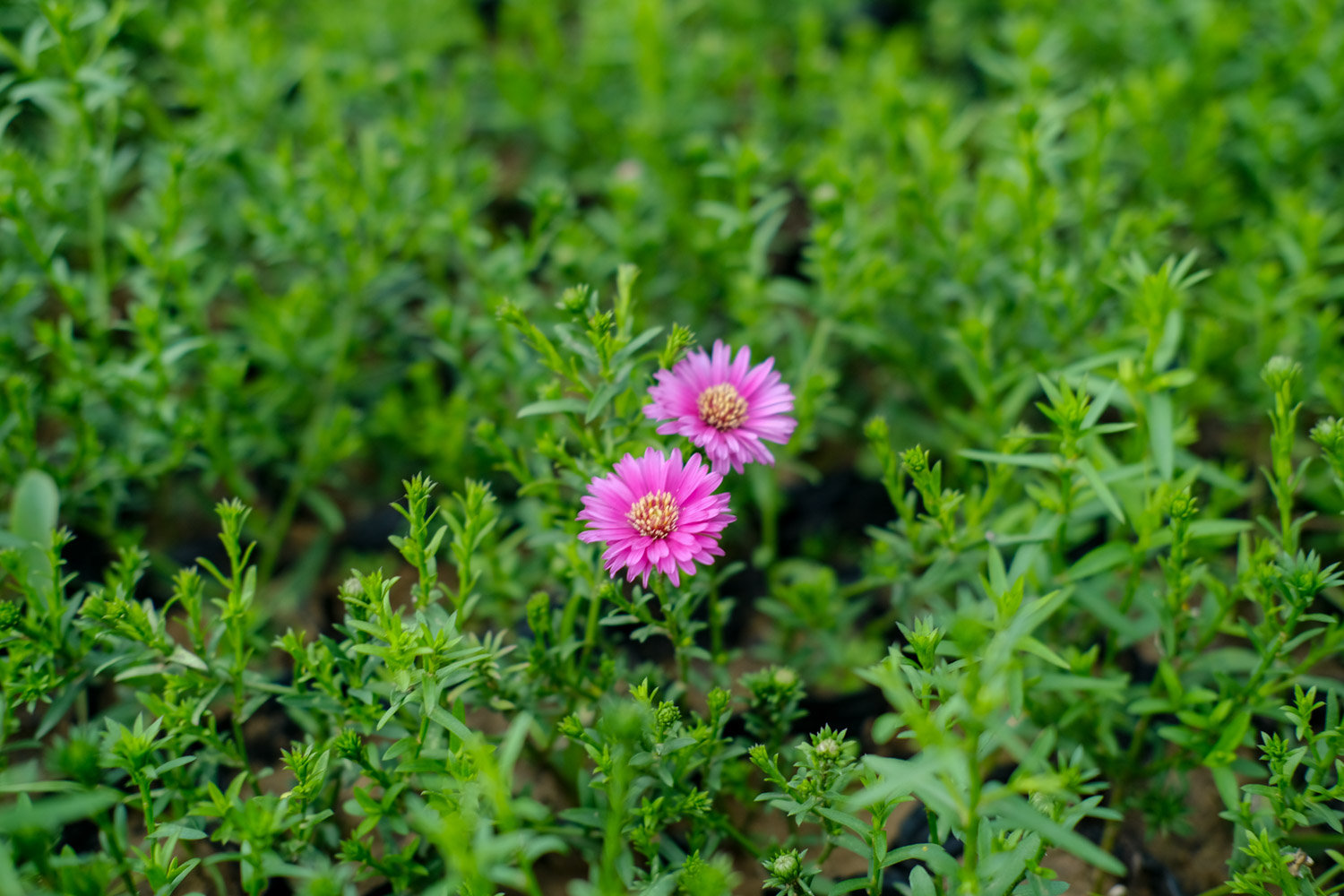 Chrysanthemum