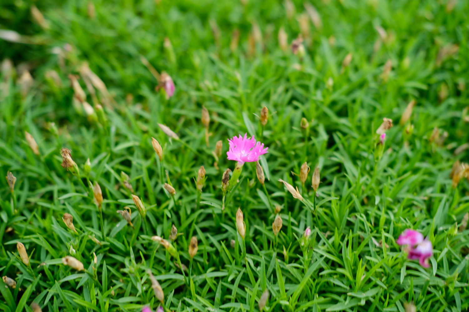 dianthus