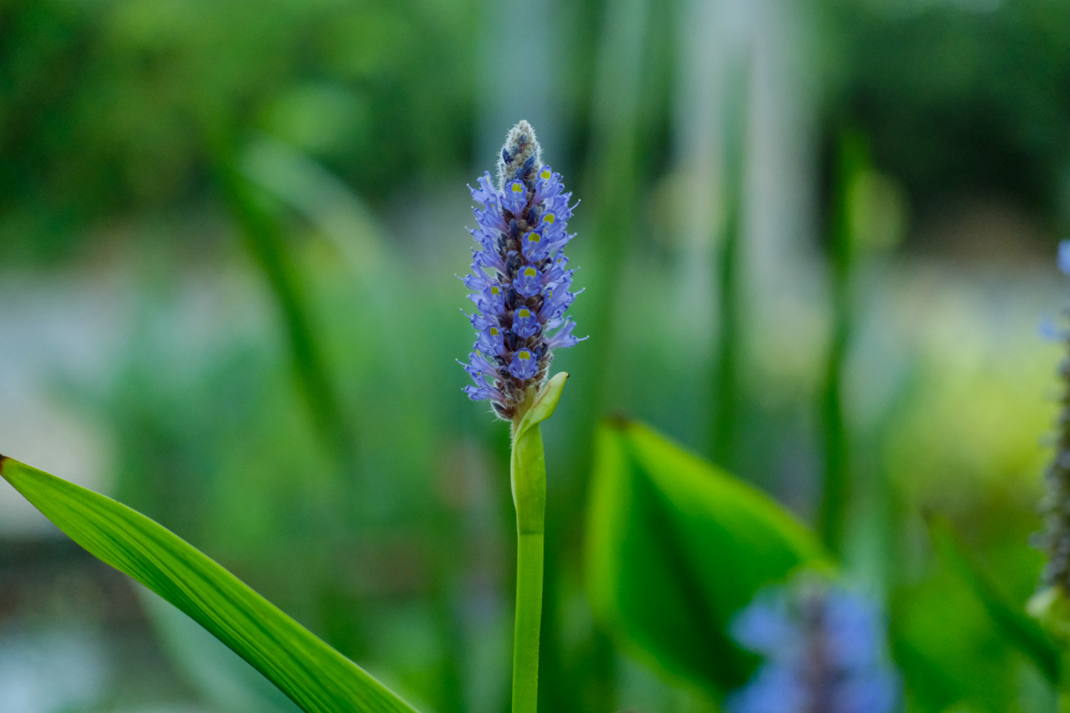 pickerelweed 