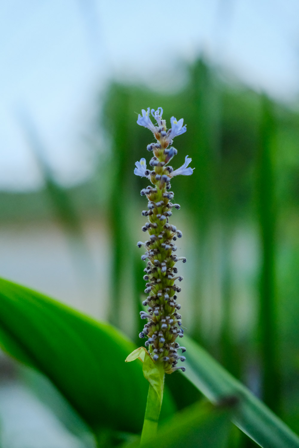 pickerelweed 