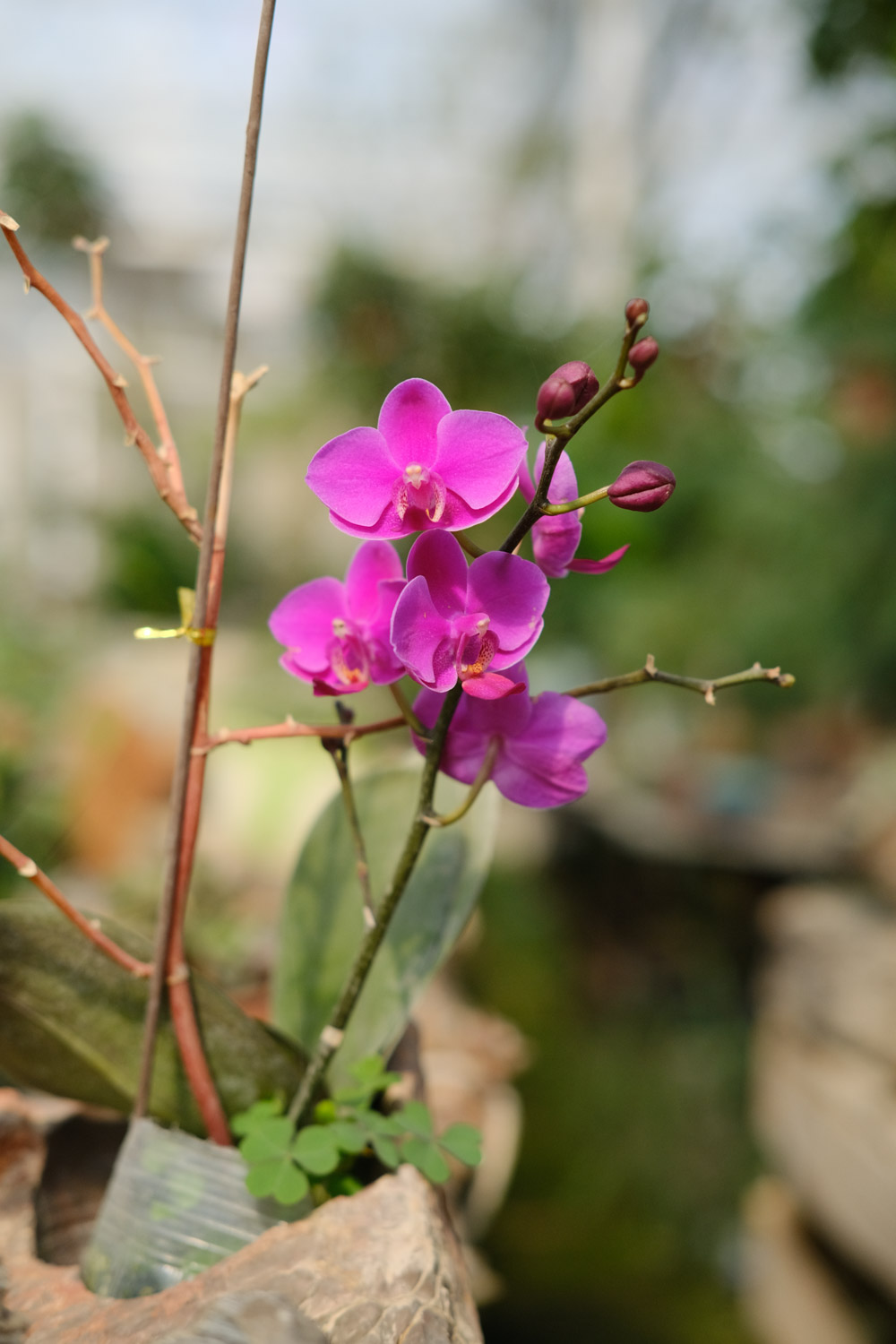 moth orchid