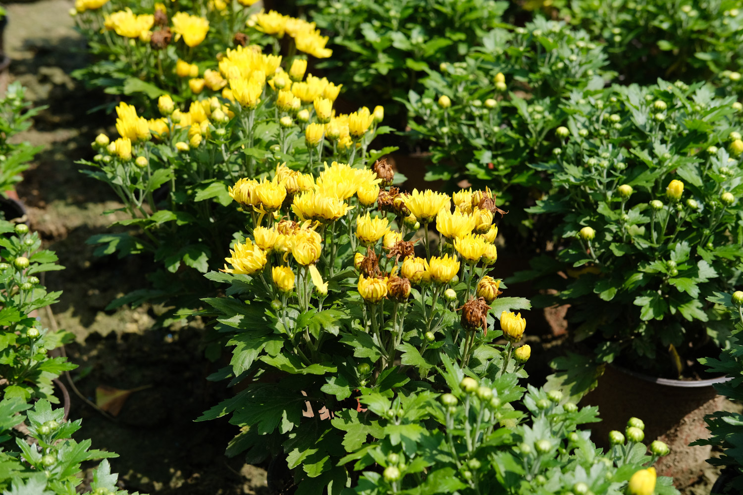 Chrysanthemum