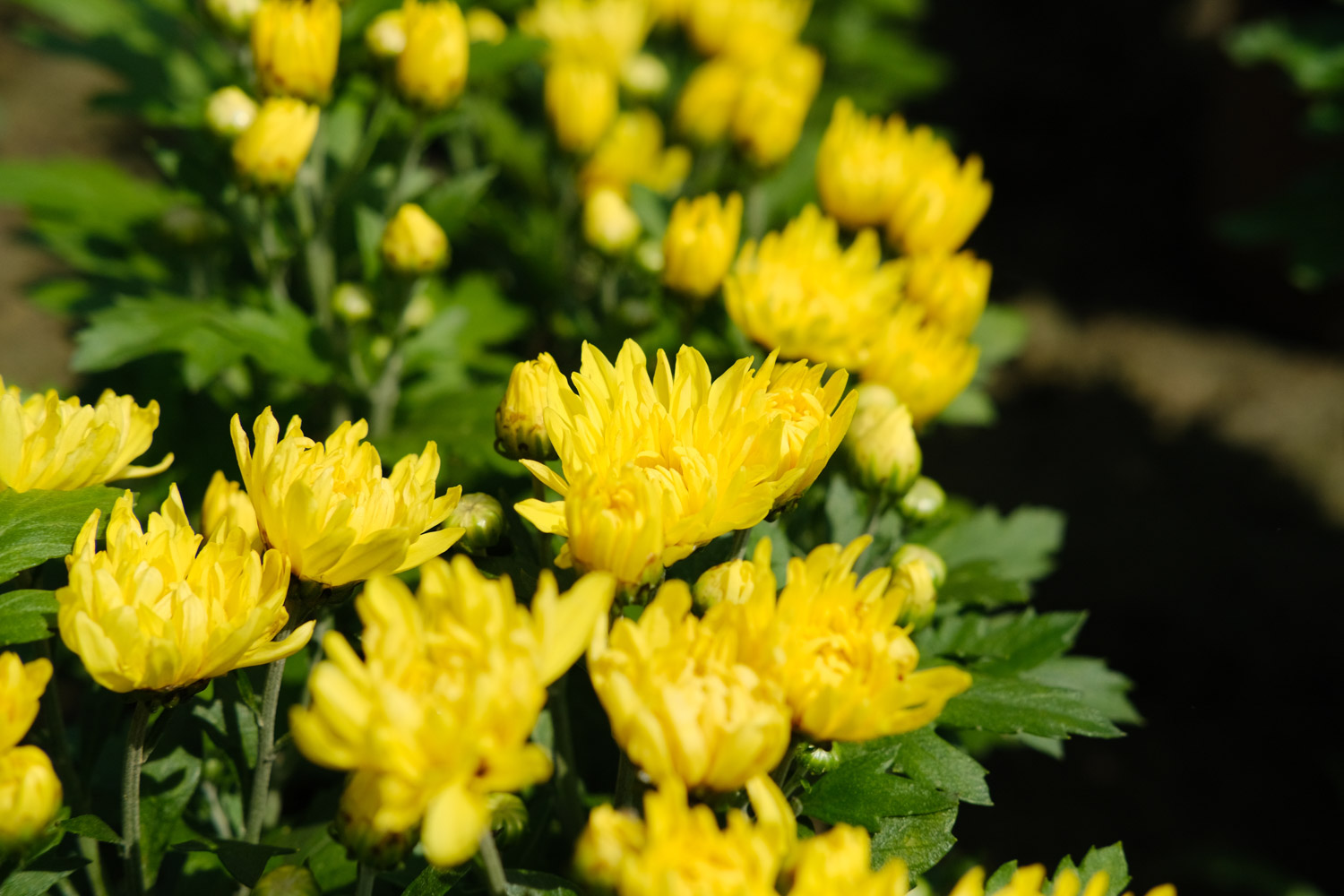 Chrysanthemum