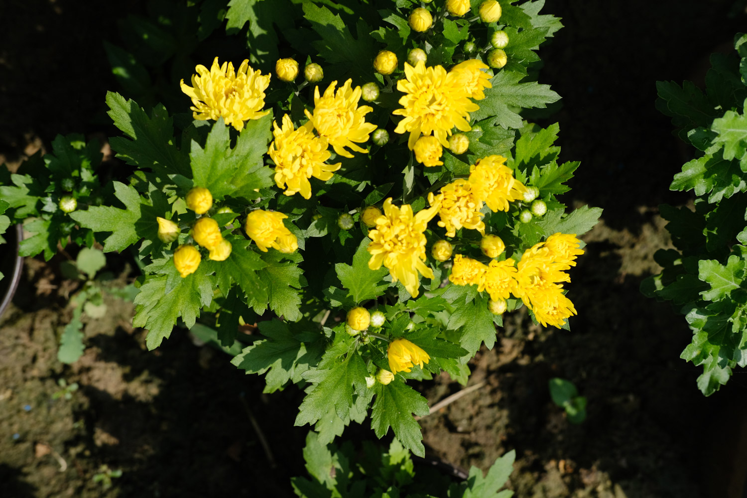 Chrysanthemum