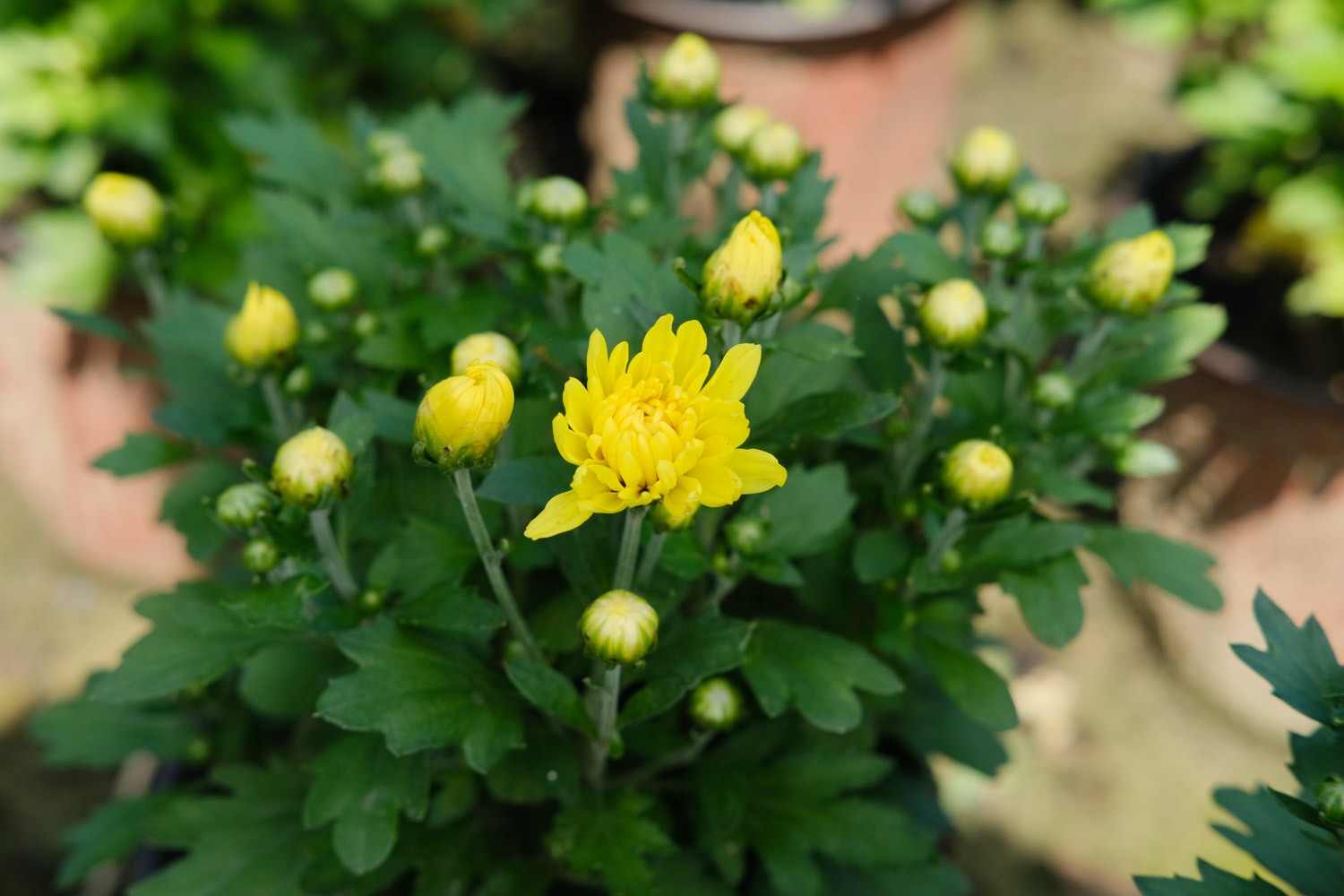 Chrysanthemum