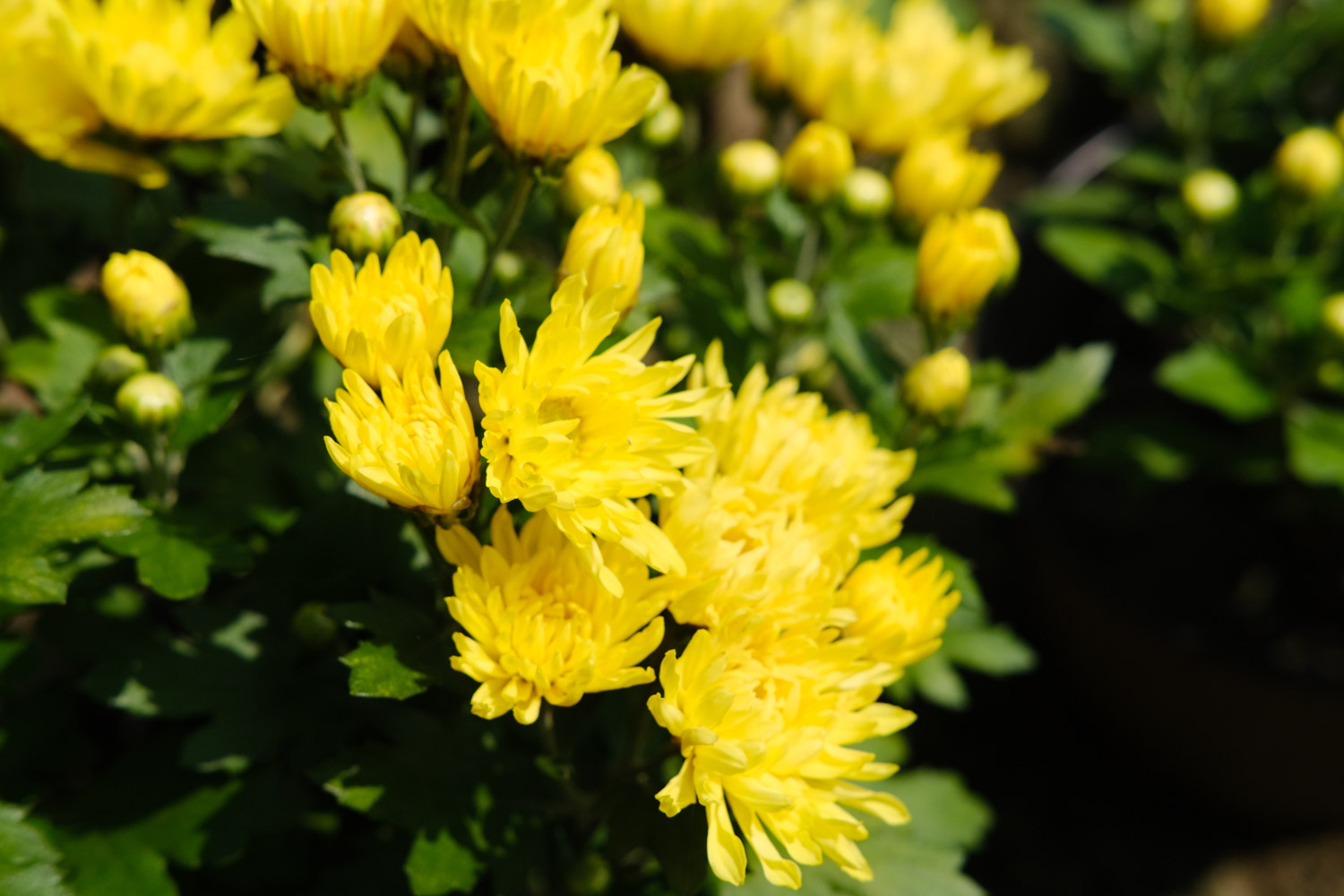 Chrysanthemum