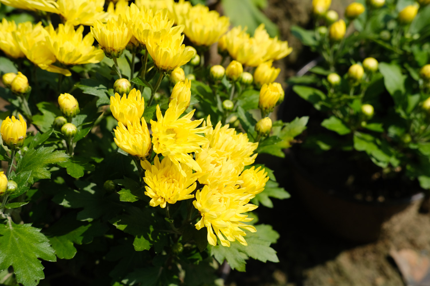 Chrysanthemum