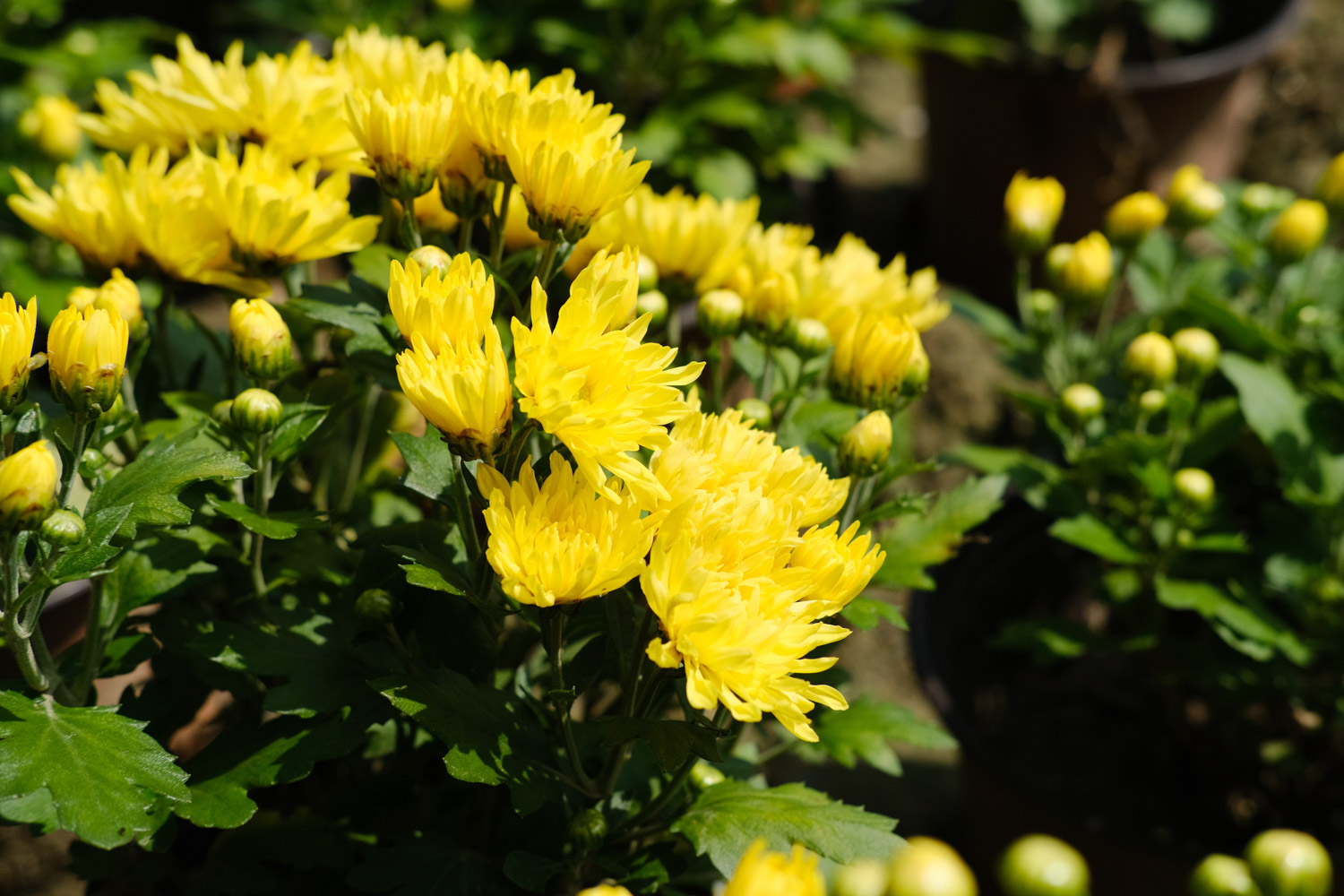 Chrysanthemum