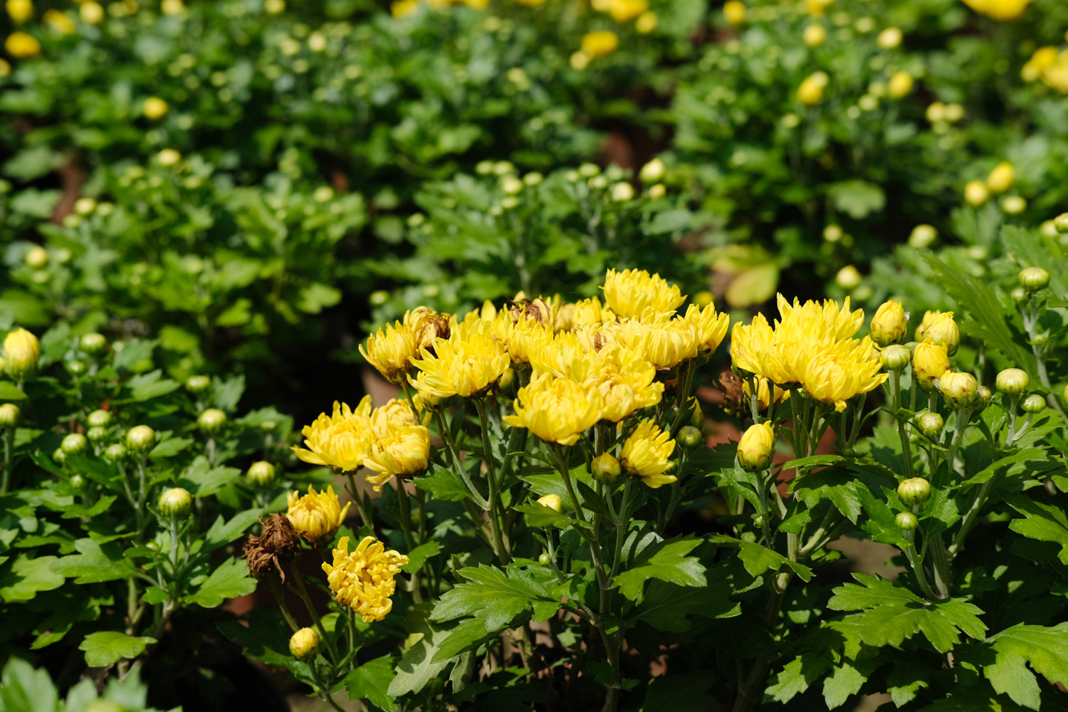 Chrysanthemum