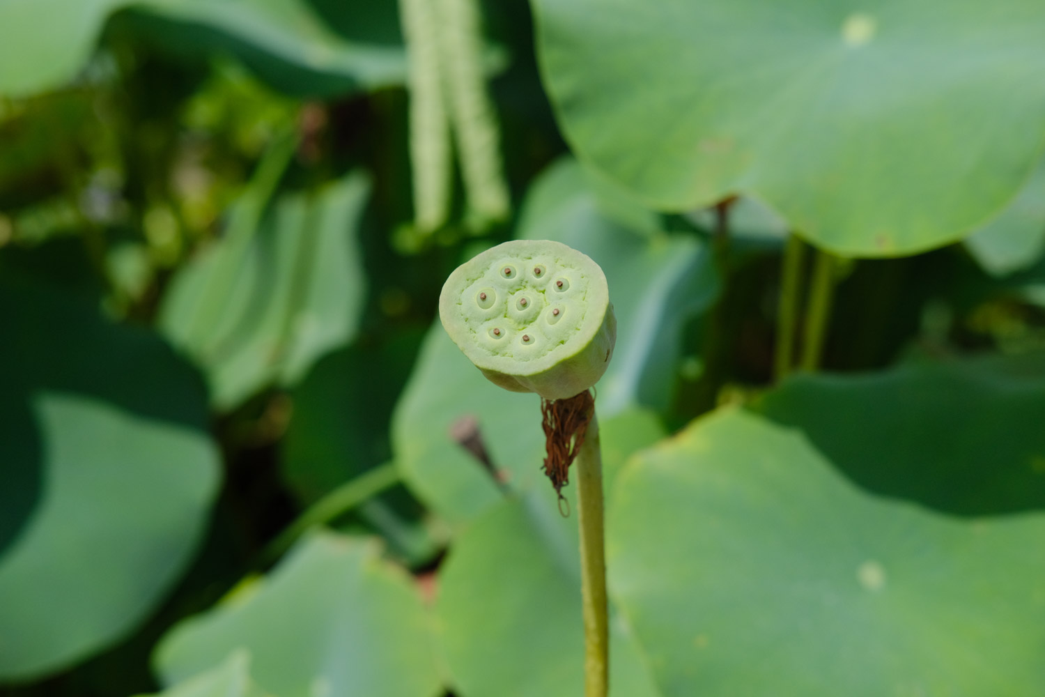 Lotus