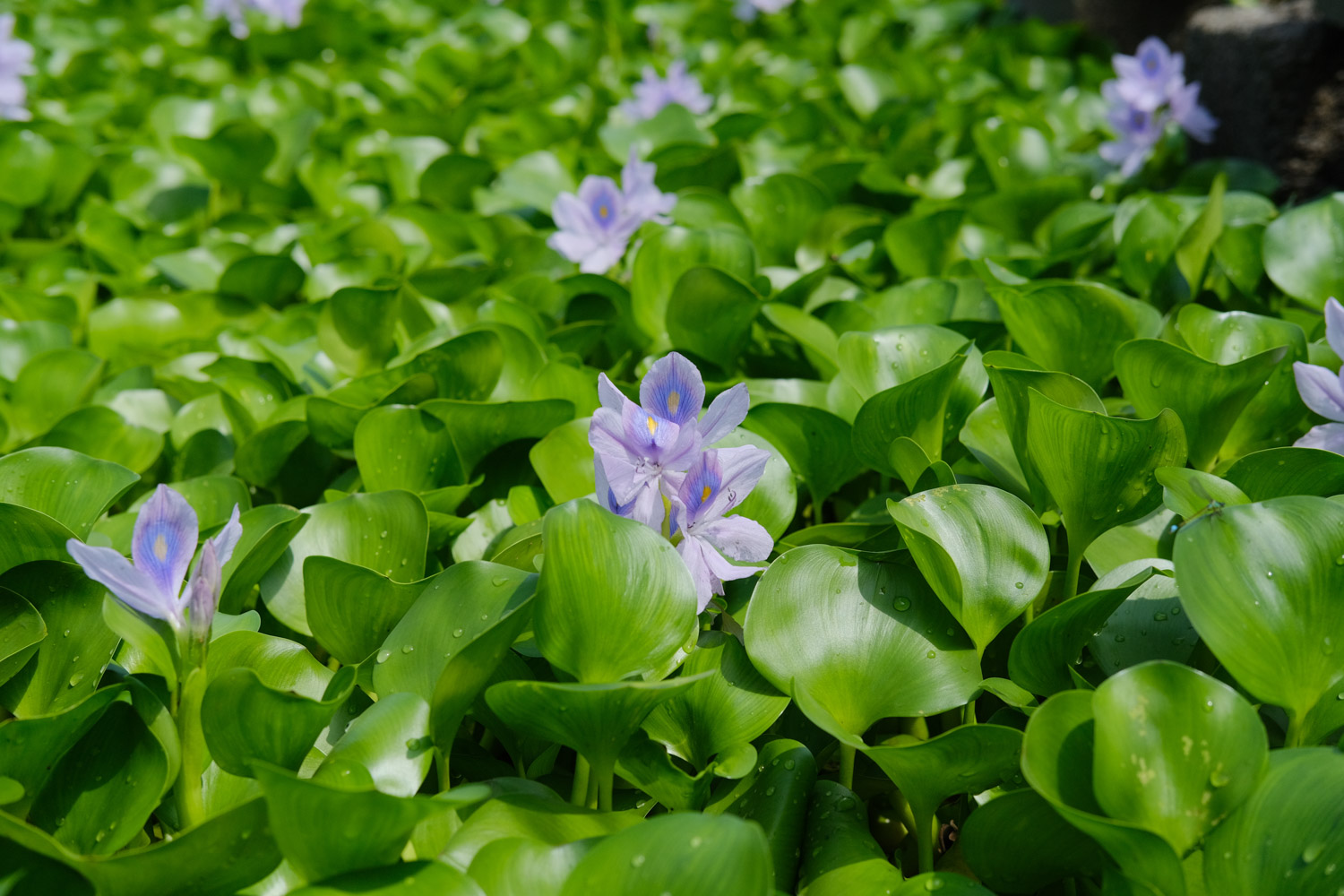 water hyacinth