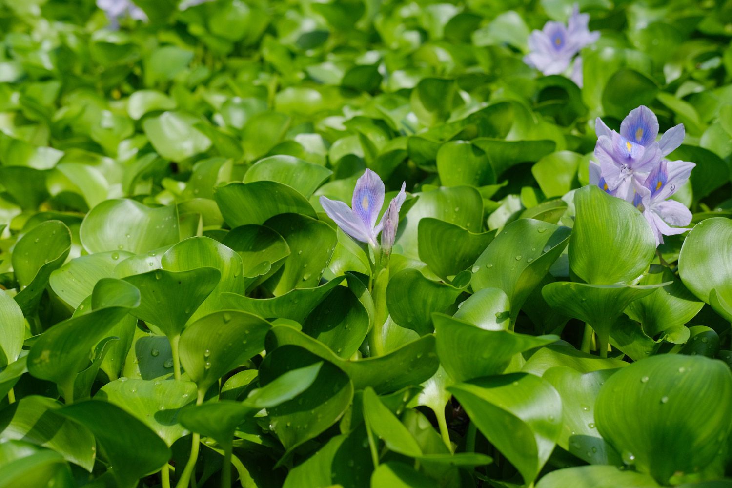 water hyacinth