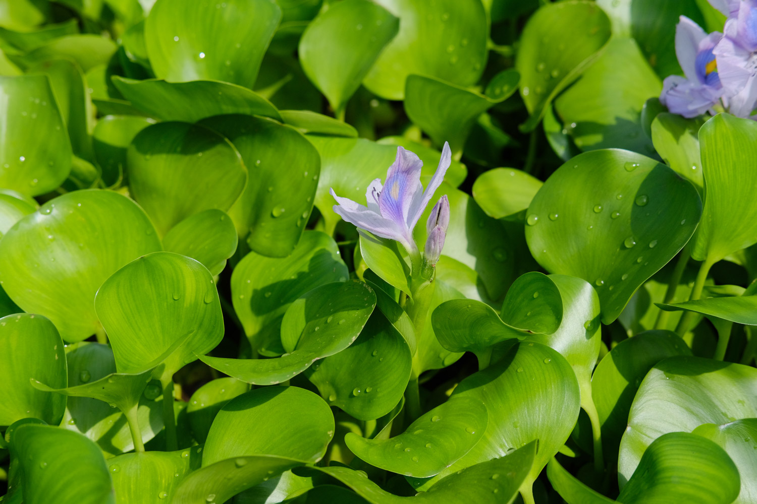 water hyacinth