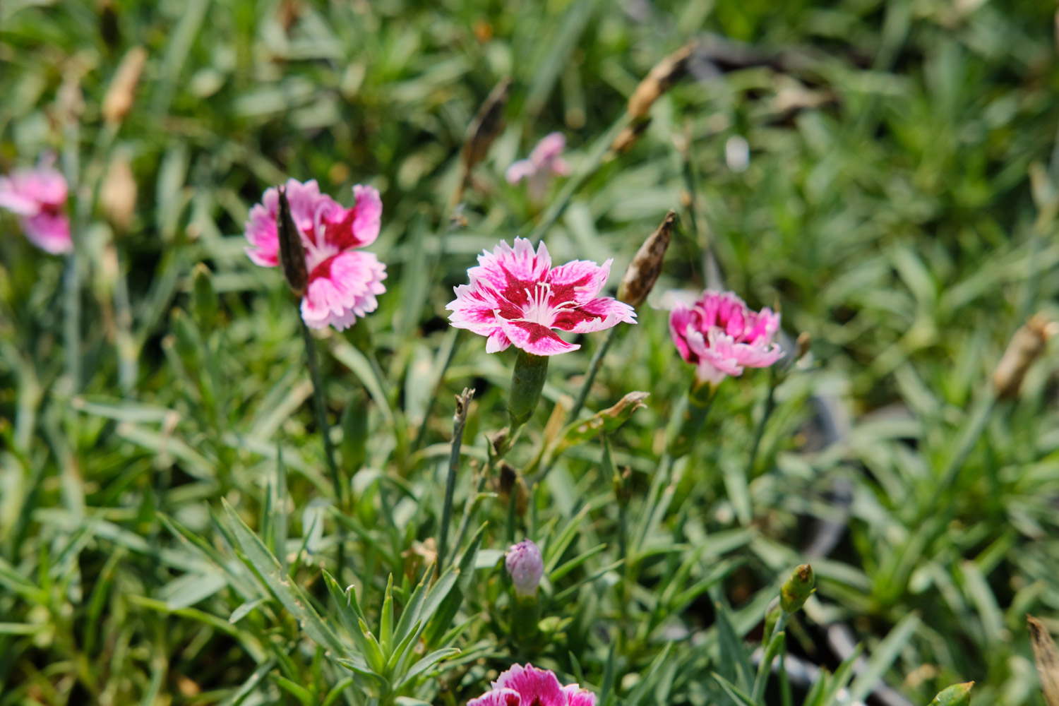 dianthus