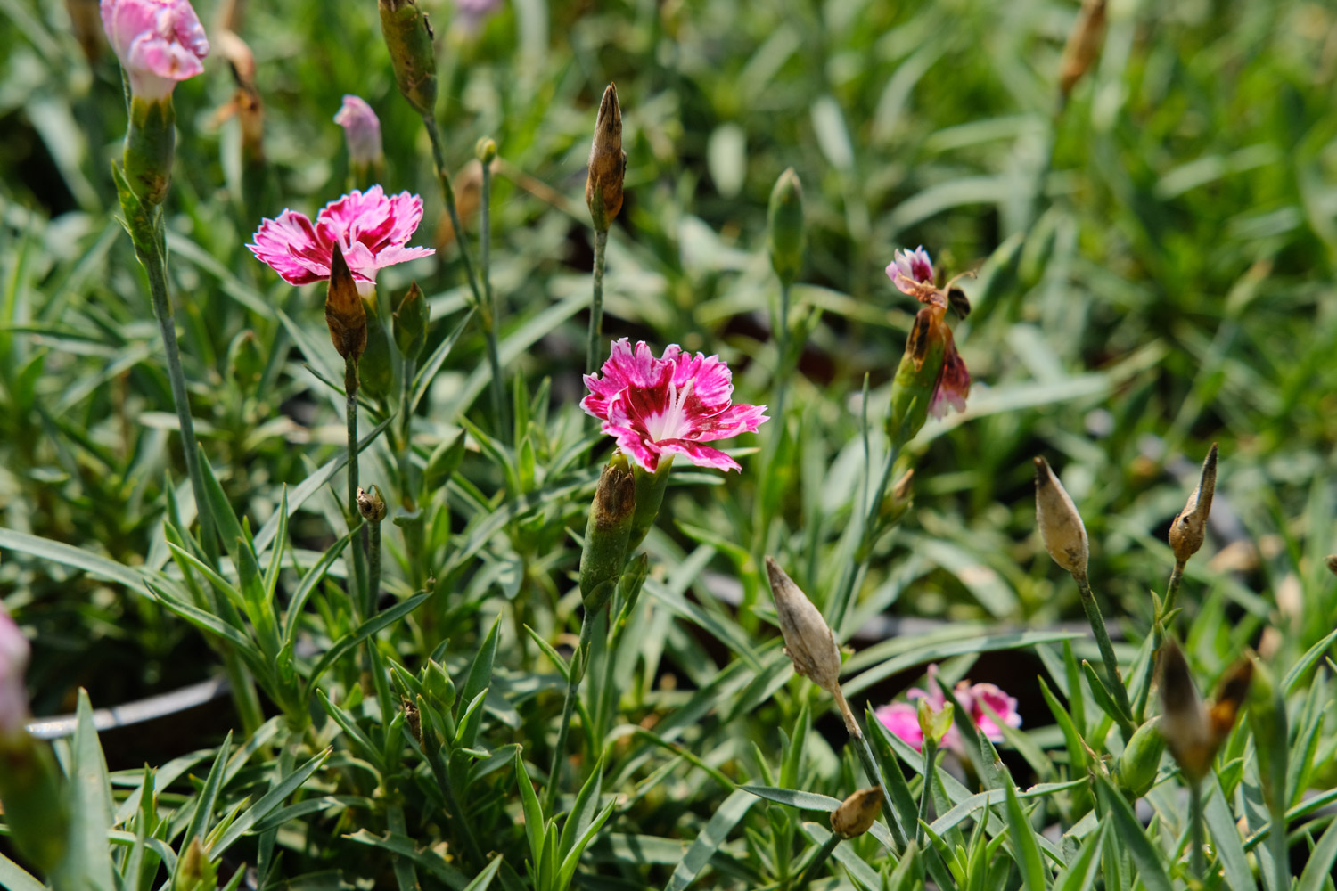 dianthus