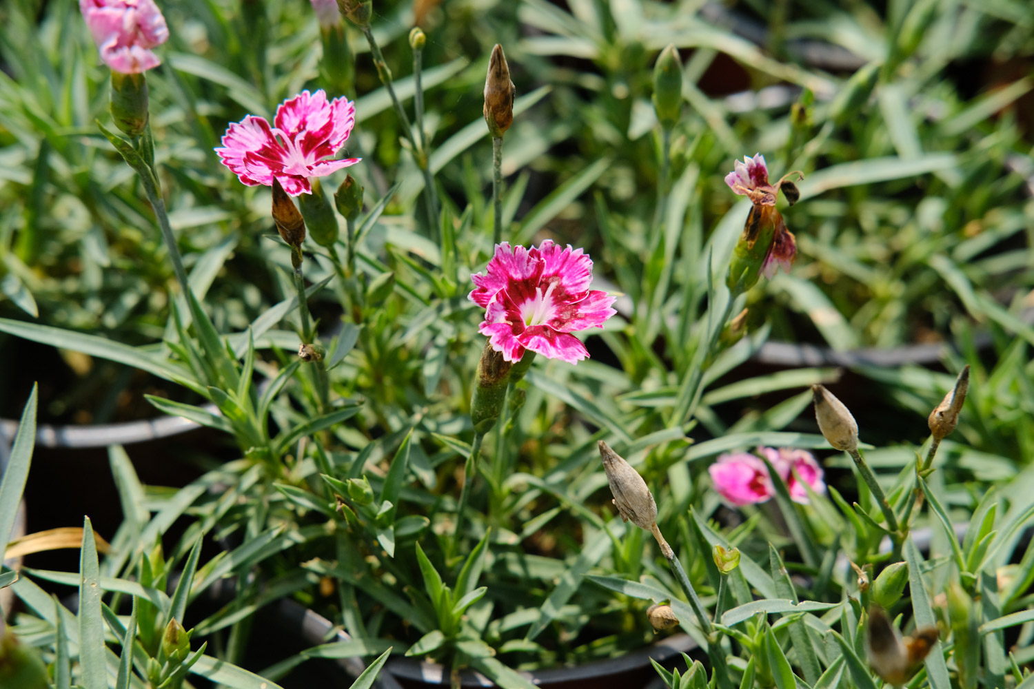 dianthus