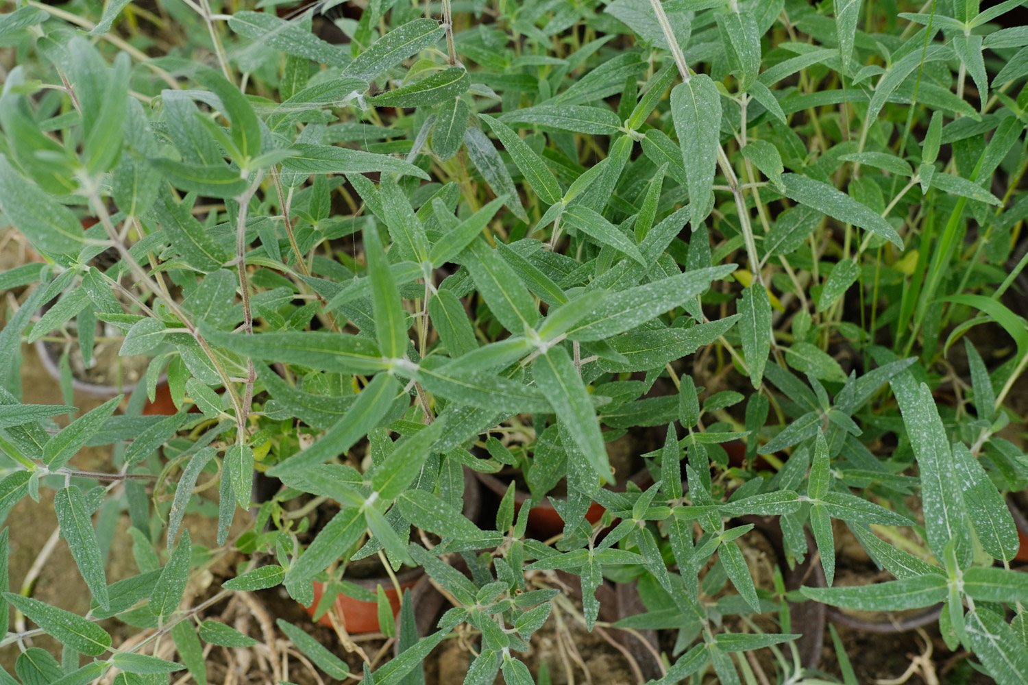 Purple loosestrife