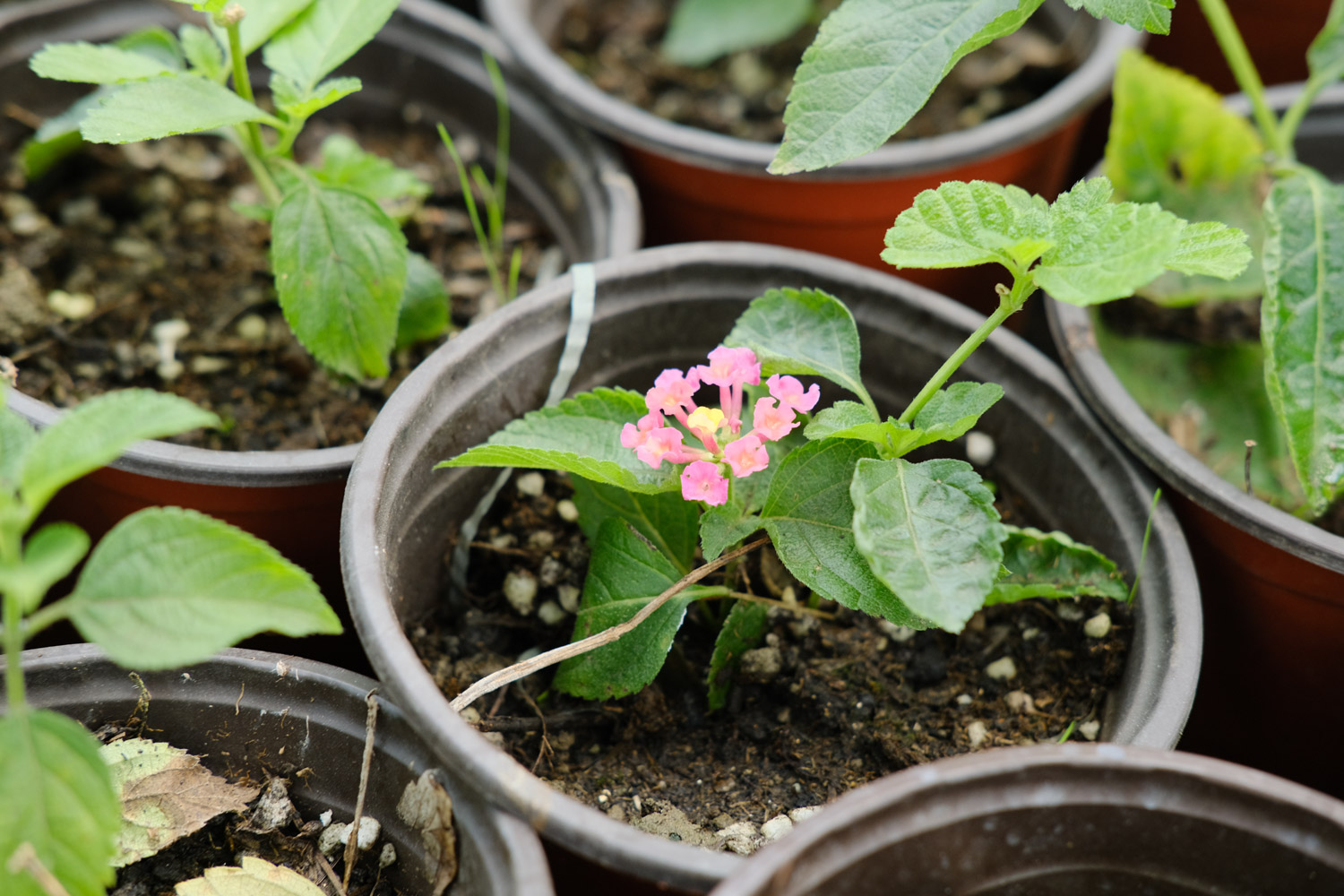 Lantana camara