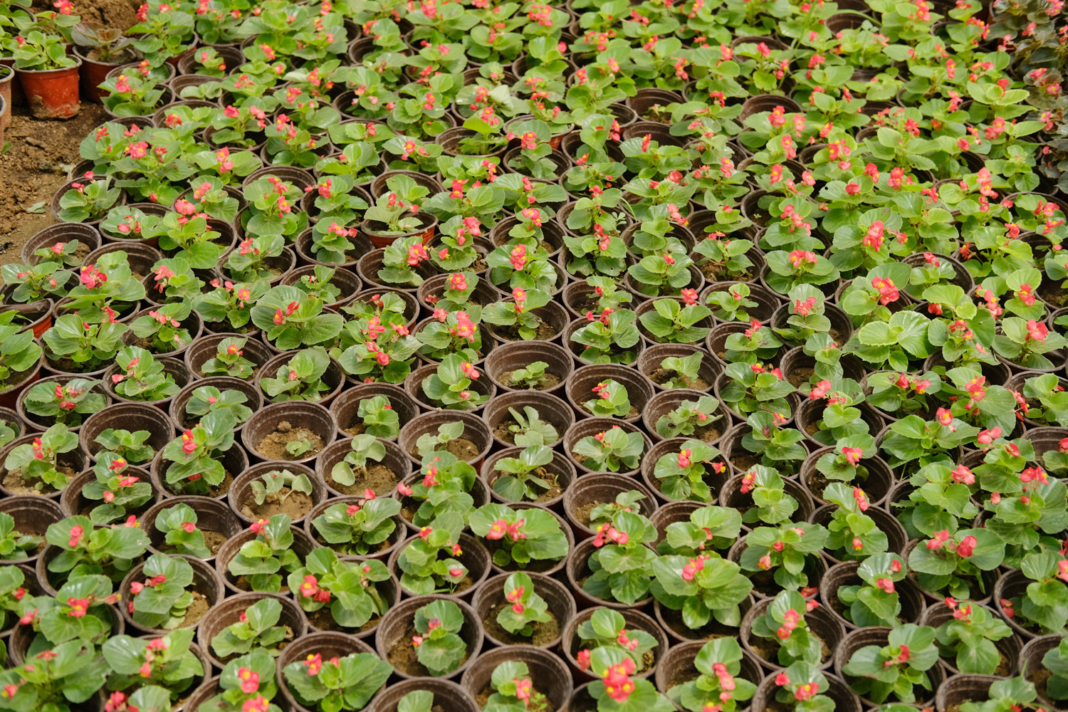 Begonia semperflorens