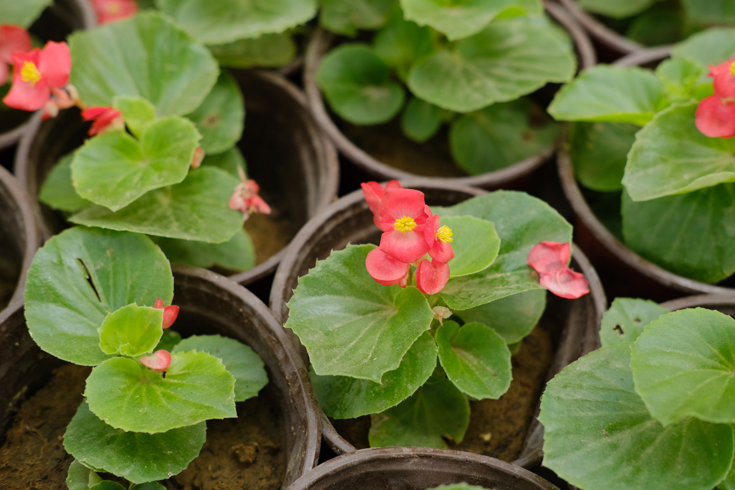 Begonia semperflorens