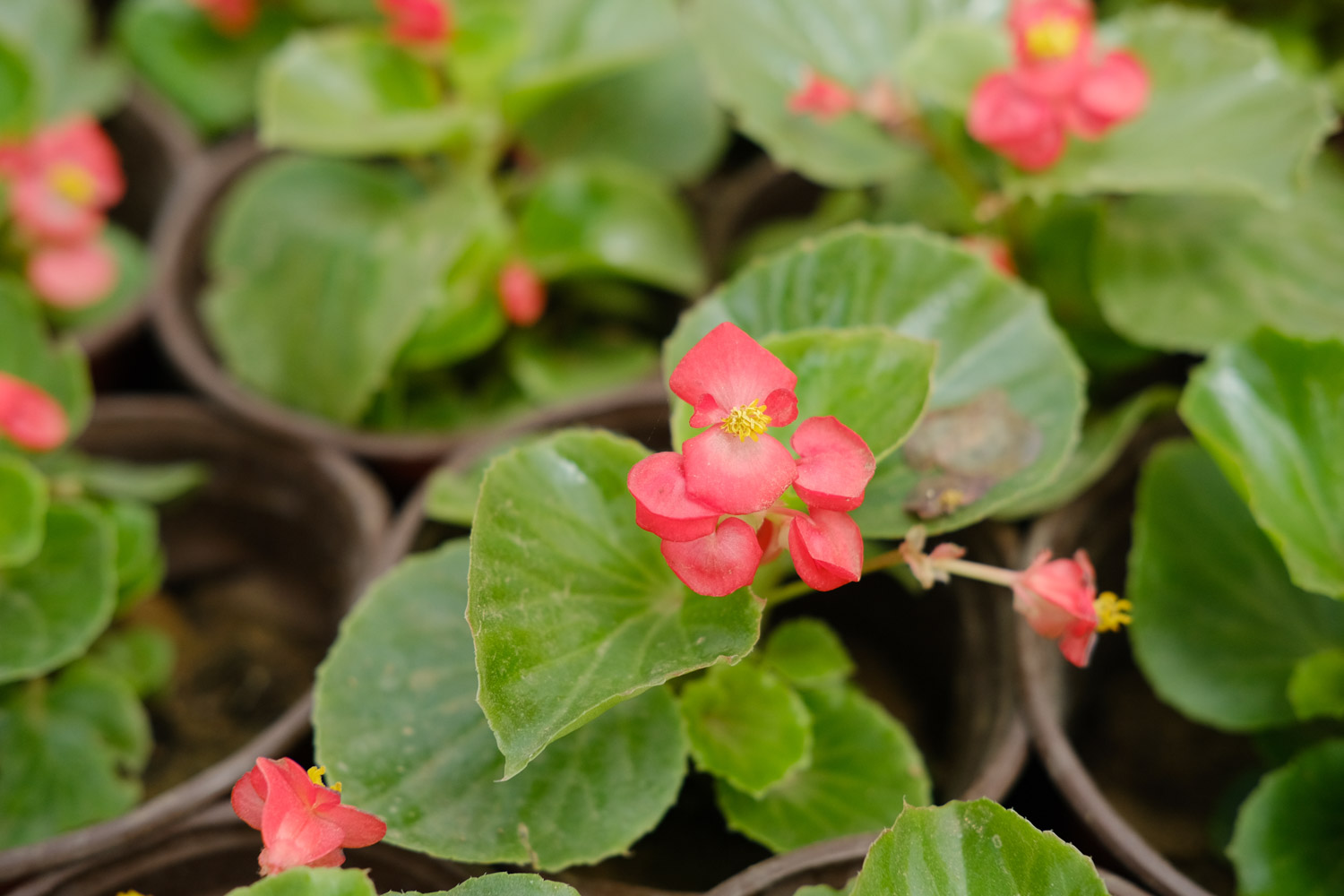 Begonia semperflorens