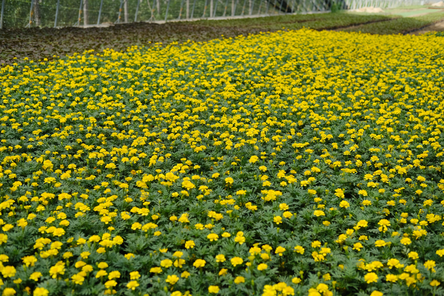 southern cone marigold