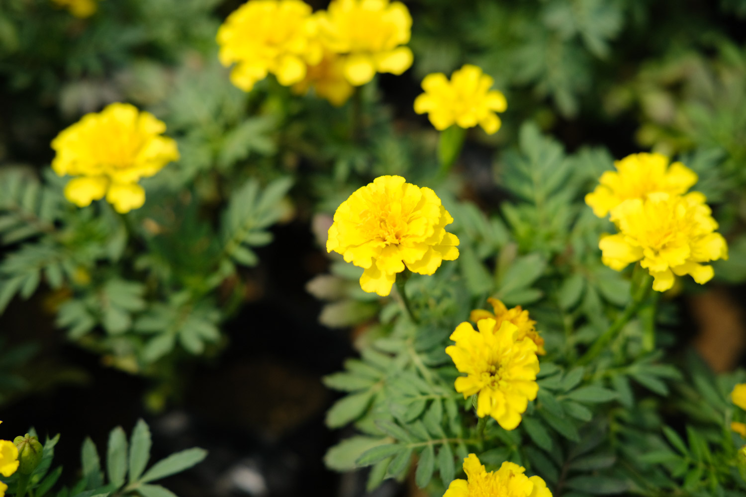 southern cone marigold