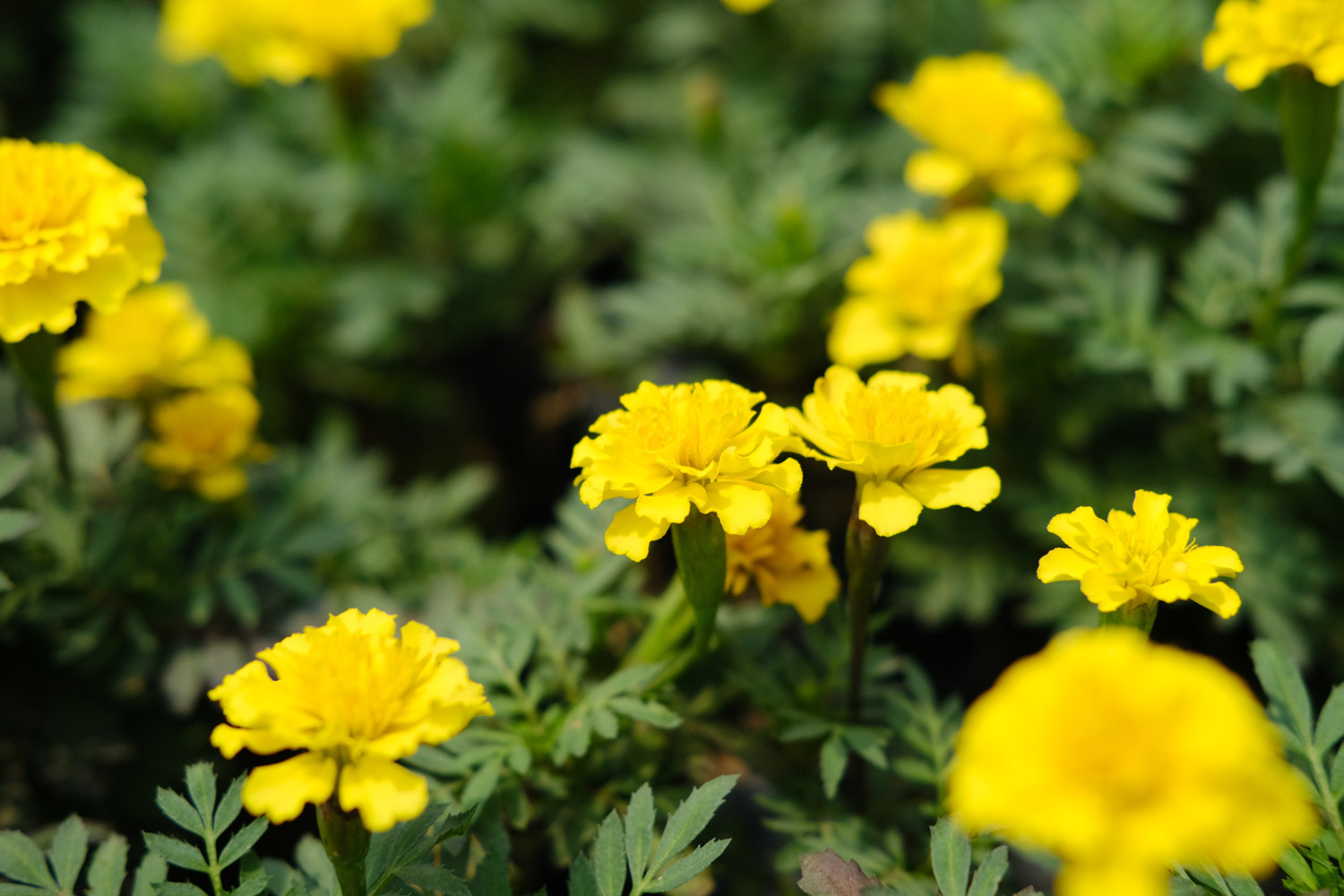 southern cone marigold