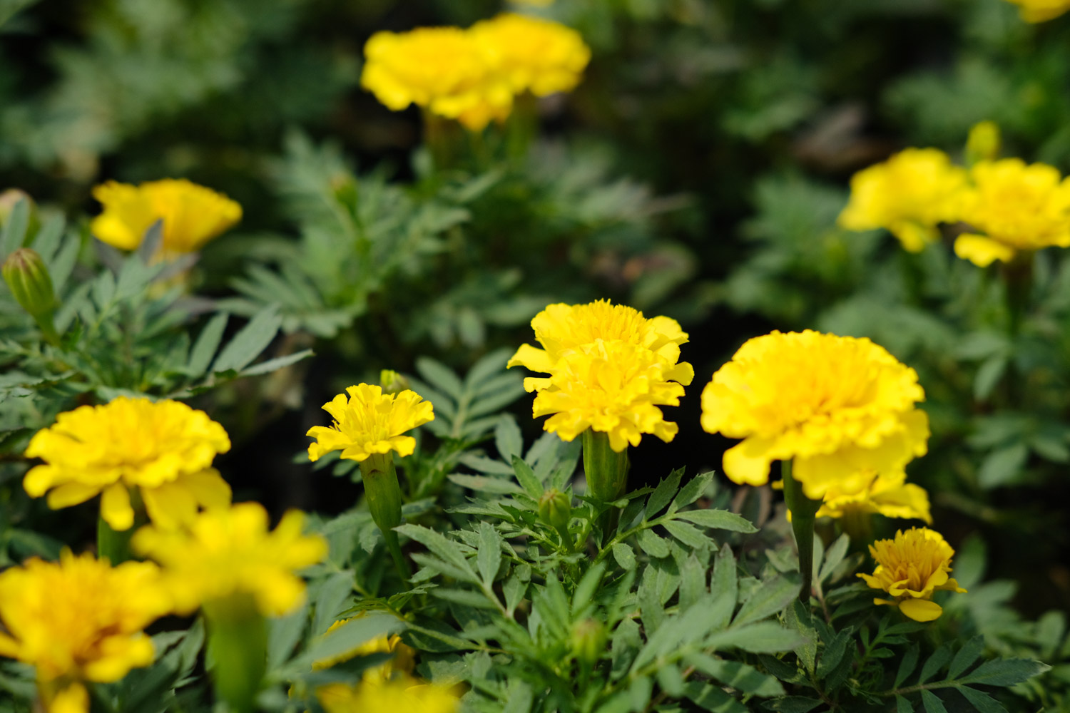 southern cone marigold